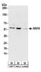 Ribosomal RNA-processing protein 8 antibody, A304-201A, Bethyl Labs, Western Blot image 