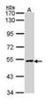 X-Linked Inhibitor Of Apoptosis antibody, orb92410, Biorbyt, Western Blot image 