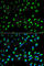 Stratifin antibody, A1026, ABclonal Technology, Immunofluorescence image 