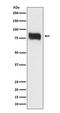 mBD-1 antibody, M02336, Boster Biological Technology, Western Blot image 