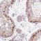 ETS2 Repressor Factor antibody, NBP2-49538, Novus Biologicals, Immunohistochemistry frozen image 