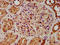 FIC Domain Containing antibody, LS-C673395, Lifespan Biosciences, Immunohistochemistry paraffin image 
