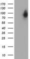Dynein Axonemal Assembly Factor 1 antibody, TA504578S, Origene, Western Blot image 
