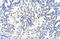 Nucleolar Pre-RRNA Processing Protein NIP7 antibody, 29-430, ProSci, Immunohistochemistry frozen image 