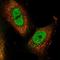 Ran-binding protein 3 antibody, HPA043375, Atlas Antibodies, Immunofluorescence image 