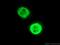 BUB3 Mitotic Checkpoint Protein antibody, 27073-1-AP, Proteintech Group, Immunofluorescence image 