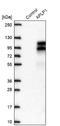 Amyloid Beta Precursor Like Protein 1 antibody, NBP2-38140, Novus Biologicals, Western Blot image 