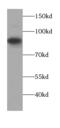 Afamin antibody, FNab00201, FineTest, Western Blot image 