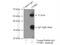 Complement Factor H Related 3 antibody, 16583-1-AP, Proteintech Group, Immunoprecipitation image 