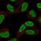 Zinc Finger With KRAB And SCAN Domains 3 antibody, HPA060116, Atlas Antibodies, Immunofluorescence image 