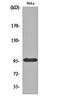 Plakophilin-2 antibody, orb162429, Biorbyt, Western Blot image 