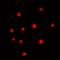 ORAI Calcium Release-Activated Calcium Modulator 3 antibody, orb74828, Biorbyt, Immunofluorescence image 