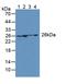 Adenylate Kinase 2 antibody, LS-C374401, Lifespan Biosciences, Western Blot image 