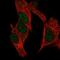 Growth arrest and DNA damage-inducible protein GADD45 gamma antibody, HPA023606, Atlas Antibodies, Immunofluorescence image 