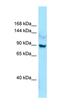 Leucine Rich Repeat Containing 7 antibody, orb326516, Biorbyt, Western Blot image 