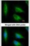 Eukaryotic Translation Elongation Factor 1 Epsilon 1 antibody, PA5-28283, Invitrogen Antibodies, Immunofluorescence image 