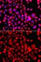 C-C Motif Chemokine Ligand 11 antibody, GTX64437, GeneTex, Immunocytochemistry image 