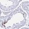 Shisa Family Member 8 antibody, PA5-63677, Invitrogen Antibodies, Immunohistochemistry frozen image 