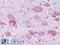 Neuropeptide Y Receptor Y1 antibody, LS-A1065, Lifespan Biosciences, Immunohistochemistry frozen image 