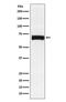 Nectin Cell Adhesion Molecule 2 antibody, M08081-2, Boster Biological Technology, Western Blot image 