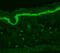 Phosphotyrosine antibody, SMC-174D-A565, StressMarq, Immunohistochemistry frozen image 