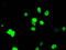Aryl hydrocarbon receptor nuclear translocator antibody, TA501150, Origene, Immunofluorescence image 