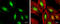 Myocyte-specific enhancer factor 2C antibody, GTX105433, GeneTex, Immunocytochemistry image 
