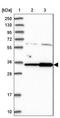 Cms1 Ribosomal Small Subunit Homolog antibody, NBP1-81078, Novus Biologicals, Western Blot image 