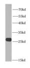 BCL2 Interacting Protein 1 antibody, FNab00928, FineTest, Western Blot image 