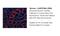 TGF beta antibody, ARP37894_P050, Aviva Systems Biology, Immunofluorescence image 