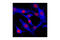 GAPDH antibody, 3907S, Cell Signaling Technology, Immunocytochemistry image 