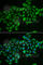 Rho-related GTP-binding protein RhoD antibody, A6463, ABclonal Technology, Immunofluorescence image 