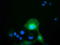 LRAT Domain Containing 2 antibody, TA501920, Origene, Immunofluorescence image 