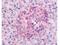 SGK antibody, TA319367, Origene, Immunohistochemistry frozen image 