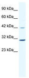 G1/S-specific cyclin-D3 antibody, TA330365, Origene, Western Blot image 