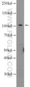 Iron Responsive Element Binding Protein 2 antibody, 23829-1-AP, Proteintech Group, Western Blot image 