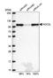 NOC2 Like Nucleolar Associated Transcriptional Repressor antibody, HPA044258, Atlas Antibodies, Western Blot image 