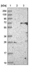 Zinc Finger Protein 426 antibody, NBP1-81149, Novus Biologicals, Western Blot image 