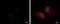 LSM14A MRNA Processing Body Assembly Factor antibody, GTX120187, GeneTex, Immunofluorescence image 
