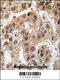 U2 Small Nuclear RNA Auxiliary Factor 1 antibody, MBS9202546, MyBioSource, Immunohistochemistry paraffin image 