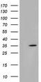 Short Chain Dehydrogenase/Reductase Family 9C Member 7 antibody, TA501723, Origene, Western Blot image 