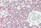 Cytochrome P450 2F1 antibody, orb378021, Biorbyt, Immunohistochemistry paraffin image 