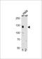Cullin-4B antibody, PA5-35239, Invitrogen Antibodies, Western Blot image 