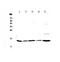 Galectin 1 antibody, A00470-1, Boster Biological Technology, Western Blot image 