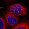 Tumor Protein P53 Binding Protein 1 antibody, PA5-54565, Invitrogen Antibodies, Immunofluorescence image 