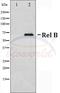 RELB Proto-Oncogene, NF-KB Subunit antibody, A00836S552, Boster Biological Technology, Western Blot image 
