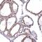 MAK16 Homolog antibody, HPA044417, Atlas Antibodies, Immunohistochemistry frozen image 