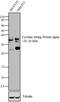 DnaJ Heat Shock Protein Family (Hsp40) Member C5 antibody, GTX79403, GeneTex, Western Blot image 