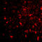 BRISC And BRCA1 A Complex Member 2 antibody, A32264, Boster Biological Technology, Immunofluorescence image 