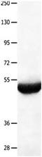 Histone Deacetylase 3 antibody, orb107530, Biorbyt, Western Blot image 